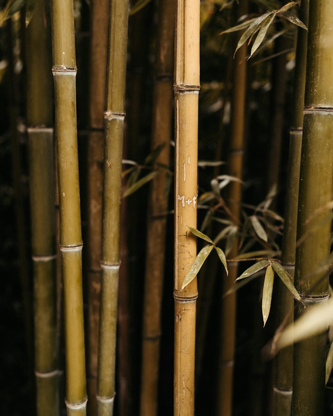 ラベンダーリラックス トイレスプレー